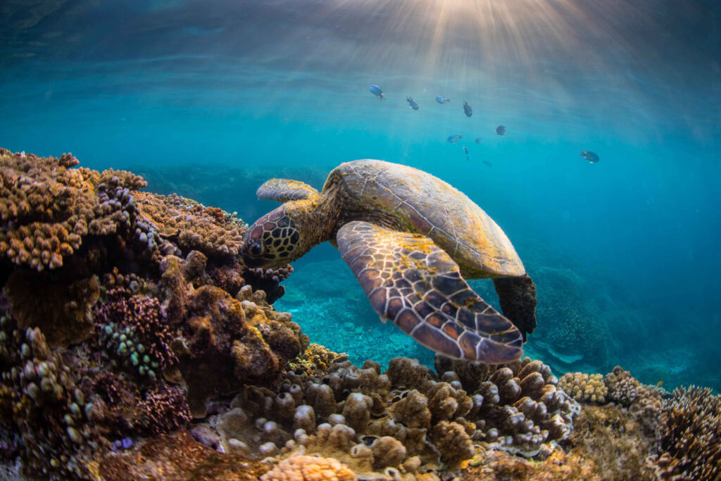 Green-sea-turtle...